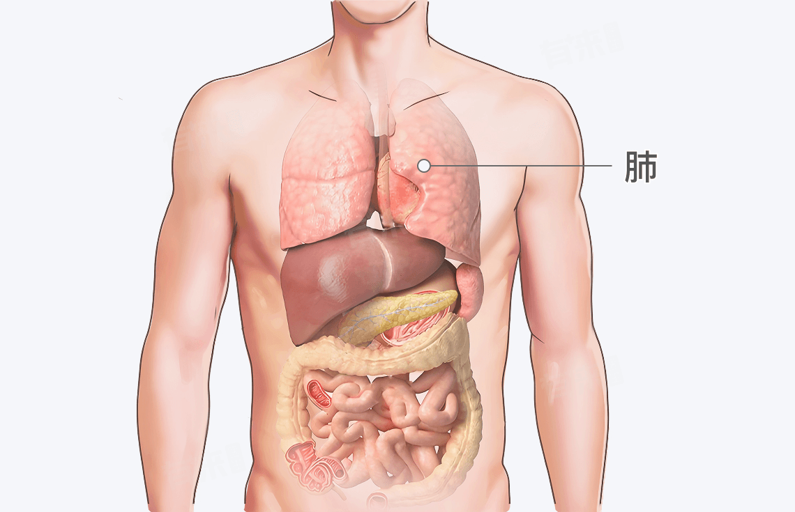 肺在身体哪个位置