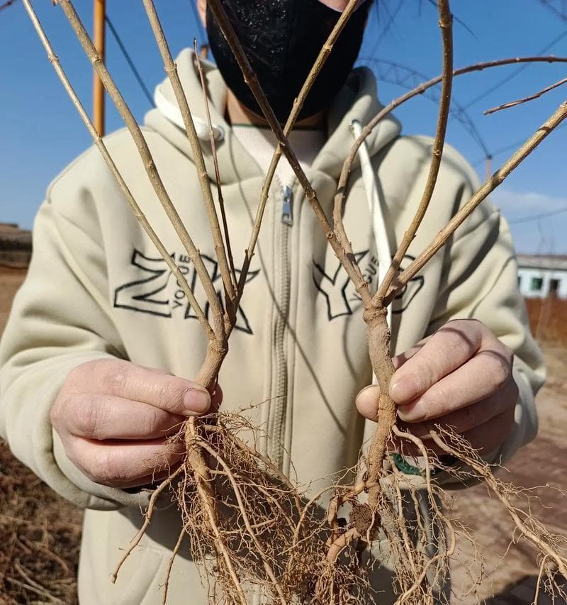 连翘种植全攻略：从种植时间到养护技巧一文详解