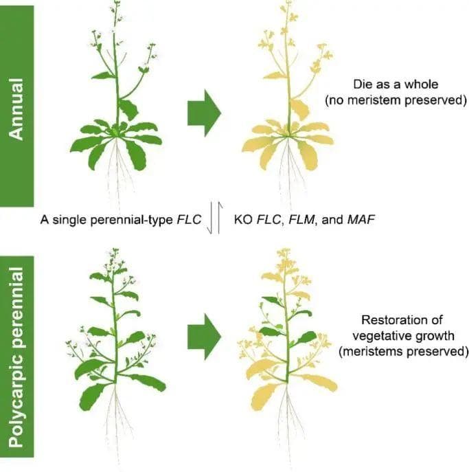 新研究！中国科学家发现植物生命周期的“控制开关”