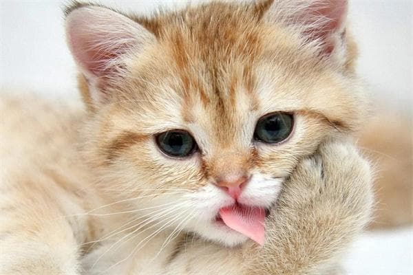 猫咪口臭怎么办？全方位改善指南