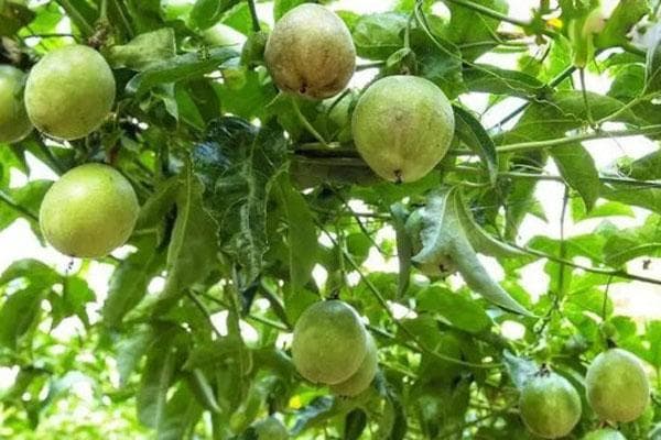 百香果挂果期间施什么肥？从底肥到叶面肥的全面施肥指南