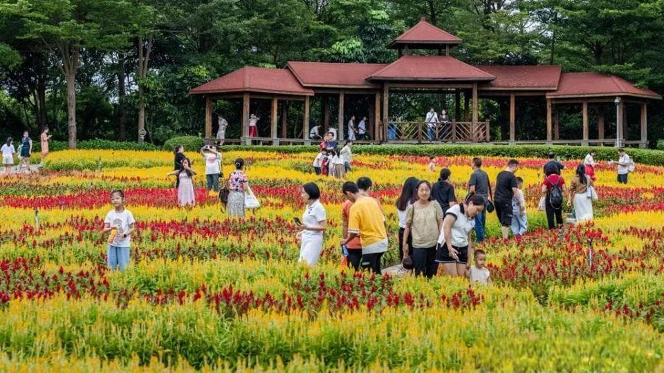 厦门花海盛景：园博苑、香山等地花卉争艳，市树市花主题活动火热进行