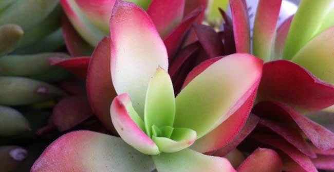 以火祭的花语和寓意（揭示花火的意义和神秘力量）