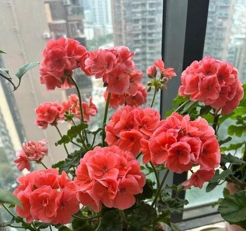 如何选择合适的土壤种植天竺葵（掌握关键因素，提高种植效率与产量）