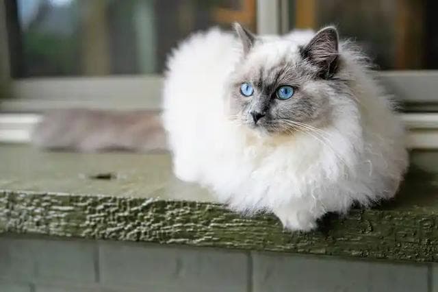 忙碌上班族该选猫还是狗？详细分析助你做决定