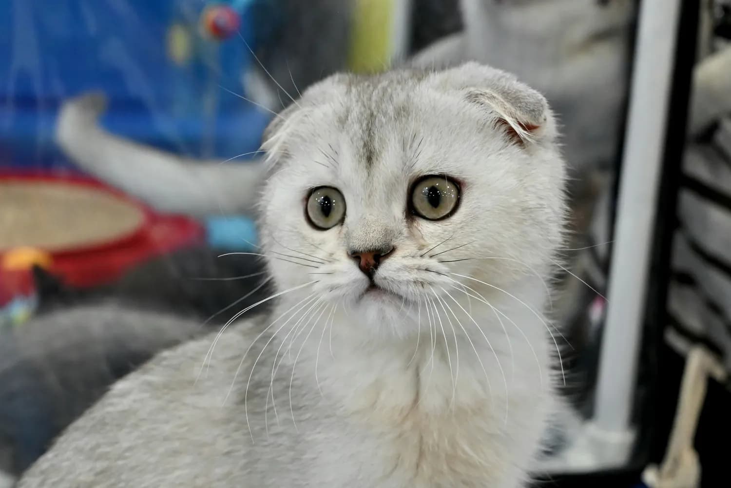 养苏格兰折耳猫的那些事儿