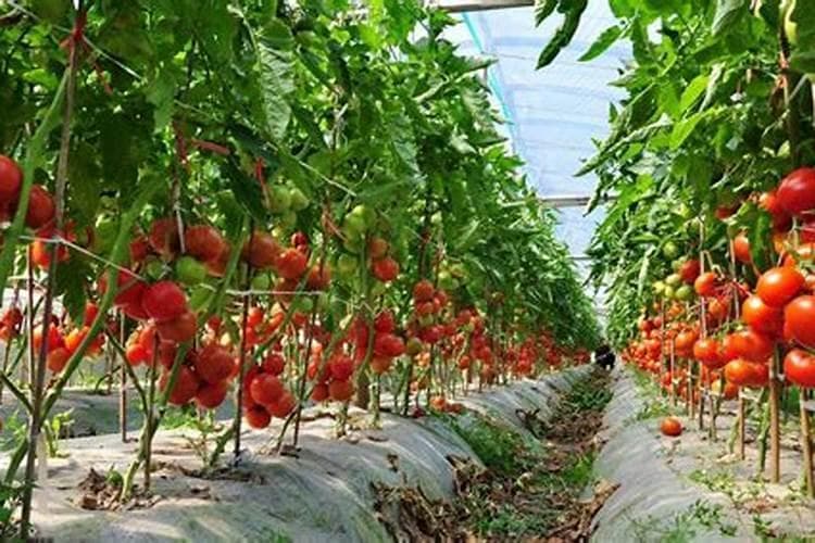 西红柿种植技术与管理：从种子到丰收的全方位指南