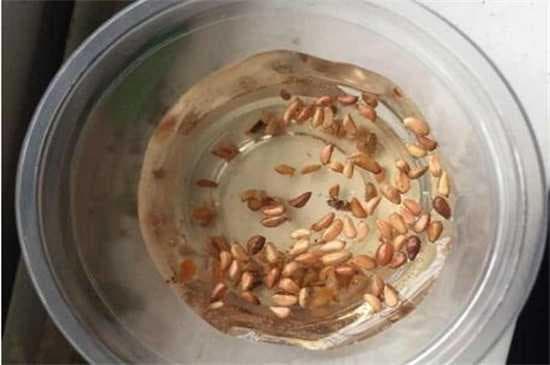 玫瑰花种子发芽六个过程详解