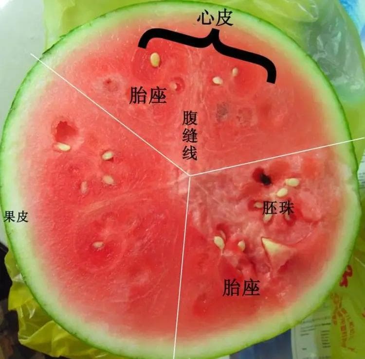 胎座：植物果实中胚珠着生的部位
