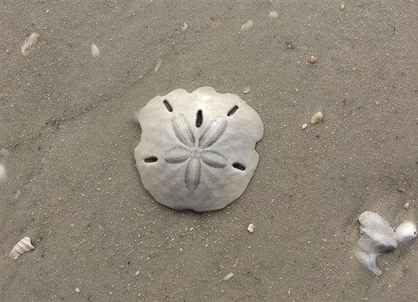 揭秘海滩上的"白色圆盘"：沙币的奇妙世界