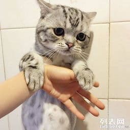 为什么网上不能买猫咪？合法途径在哪里？
