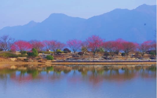 衢州推出春季文旅活动，十大赏花基地和六条自驾游线路等你来