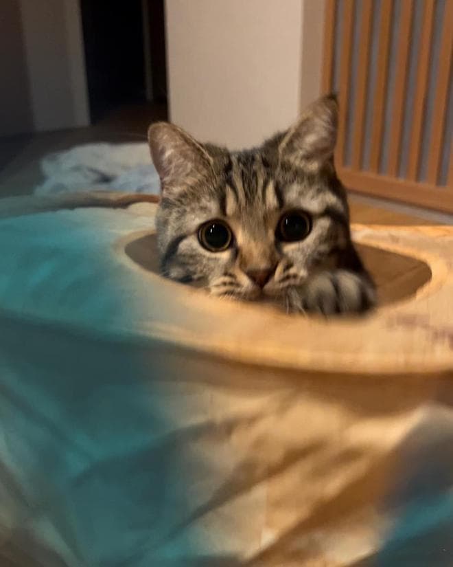 猫咪会因为脸的形状而有不同的性格吗？