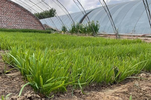 韭菜种植全攻略：从播种到秋后管理的关键要点