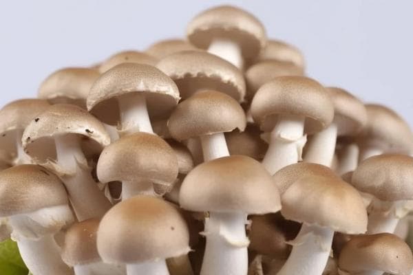 红菇的功效与作用、禁忌和食用方法
