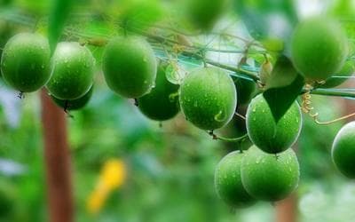 罗汉果提取物：纯天然零热量的高倍甜味剂