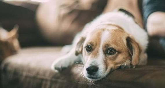 狗狗频繁甩耳朵怎么办？全方位解析宠物耳部疾病与预防方法