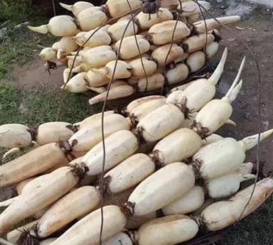 如何种出好莲藕芽,掌握3个老方法
