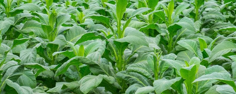油麦菜种植技术全攻略：播种时间、整地方法、播种方式和采收技巧