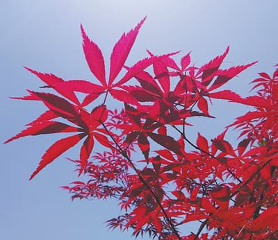 秋天的红叶有哪些种类？