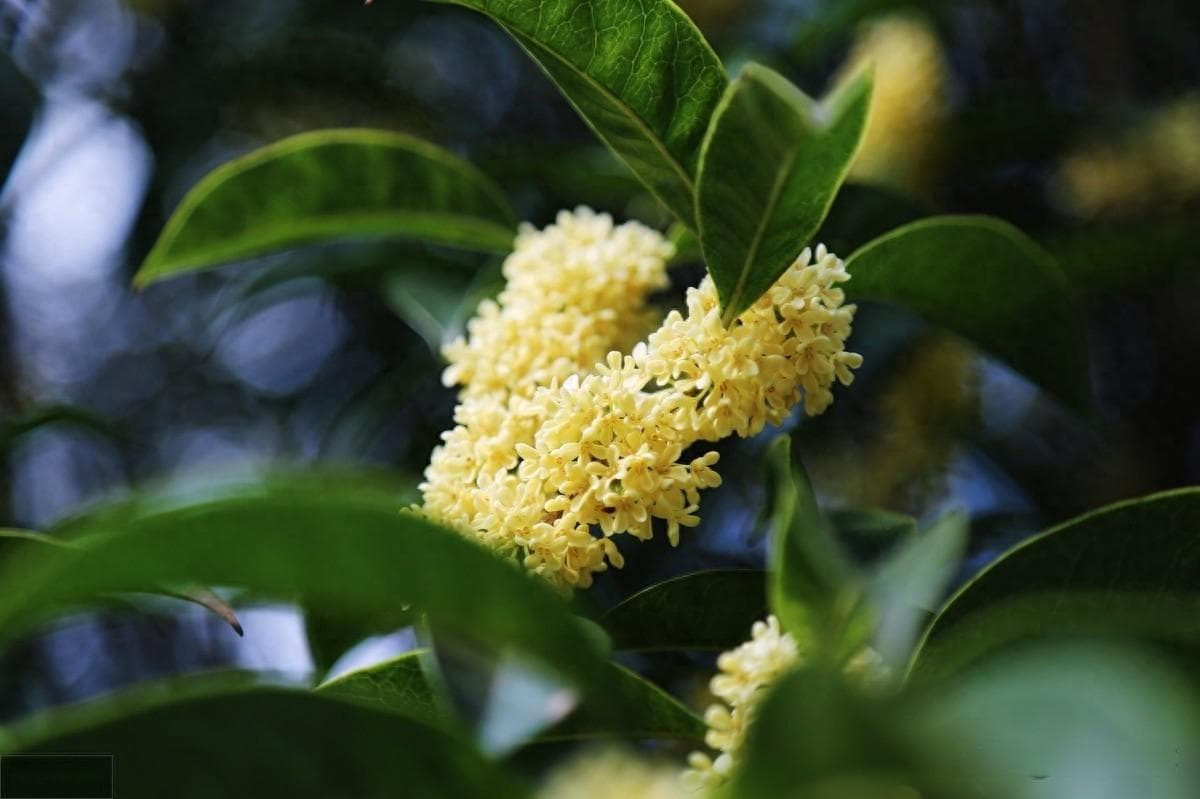桂花能与什么茶一起泡 ？常见的桂花茶有哪些？又有哪些禁忌？