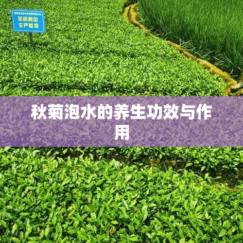 秋菊泡水的养生功效与作用