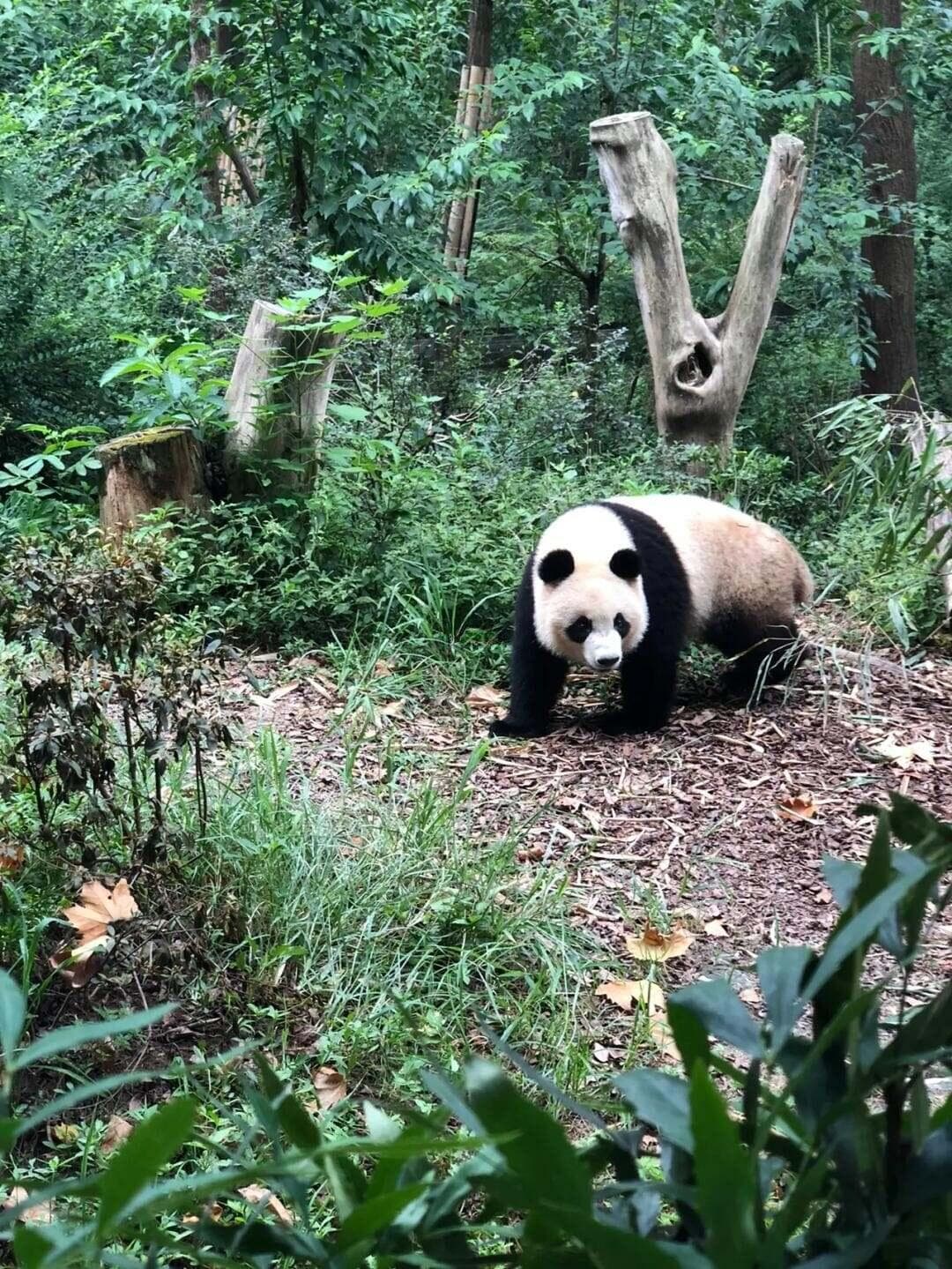 成都冬季旅游终极指南：热门景点、美食与住宿推荐