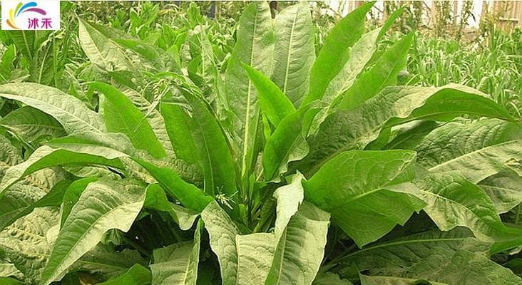 菊苣——一种营养丰富的植物（探究菊苣的生长特点和保健作用）