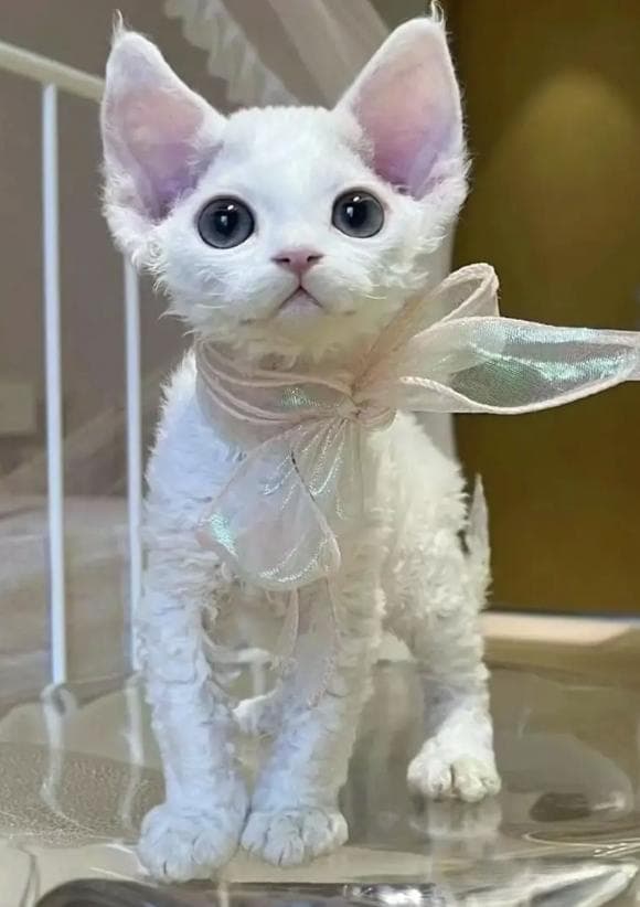 德文卷毛猫：一种独特而迷人的猫种