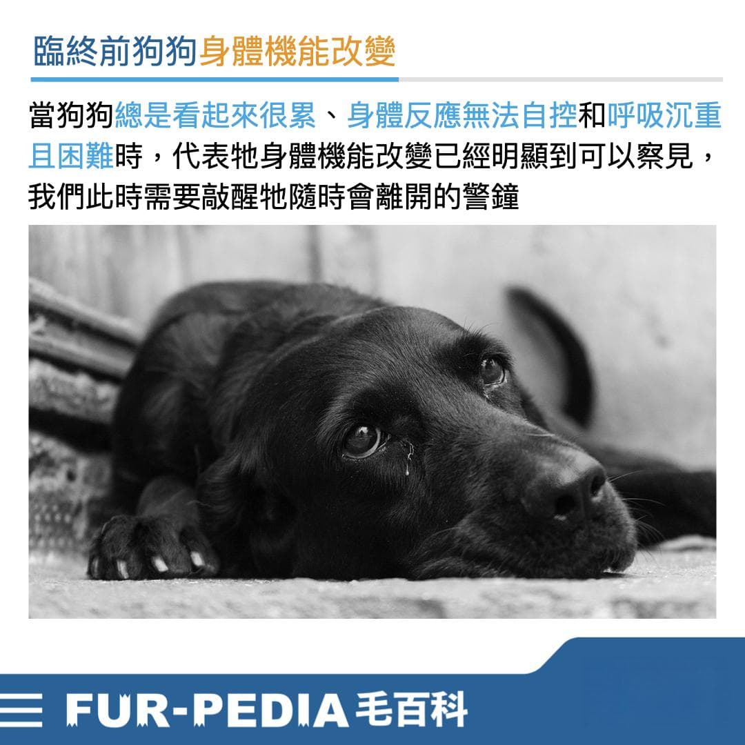 如何看出狗狗临终前的改变？