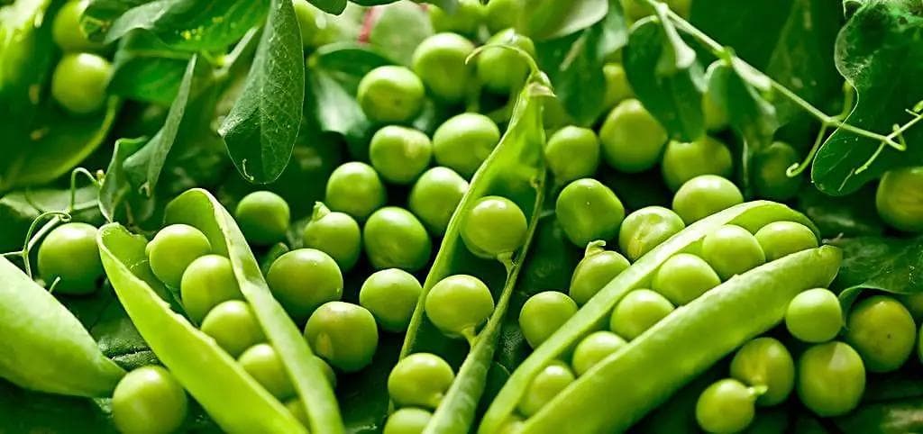 豆类食物营养丰富，正确的吃法都在这里