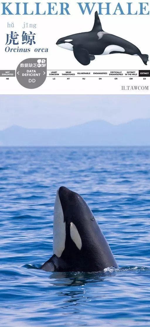 虎鲸：海洋中的智慧猎手