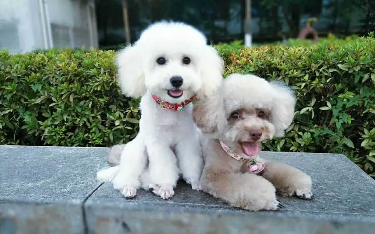 犬肺炎：症状、原因、诊断与治疗全解析