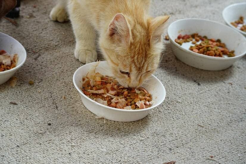 揭秘猫粮中的诱食剂：这些成分让猫咪欲罢不能