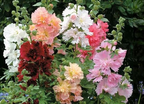 蜀葵一年开几次花？详解蜀葵的开花习性与养护要点