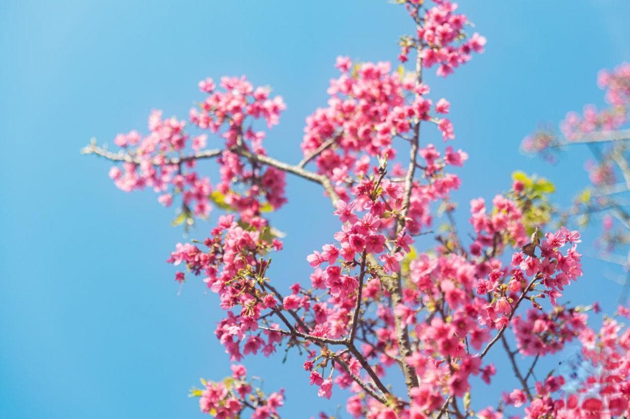 2025深圳仙湖植物园樱花观赏攻略（附地点）