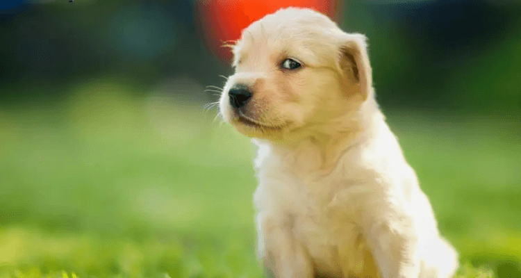 如何解决幼犬窝里尿？让小宝贝养成好习惯的温柔攻略