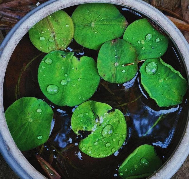 水培碗莲种子的种植方法全过程
