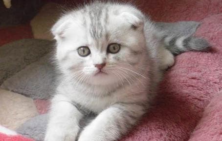 猫能不能吃土豆？需要注意哪些事项？