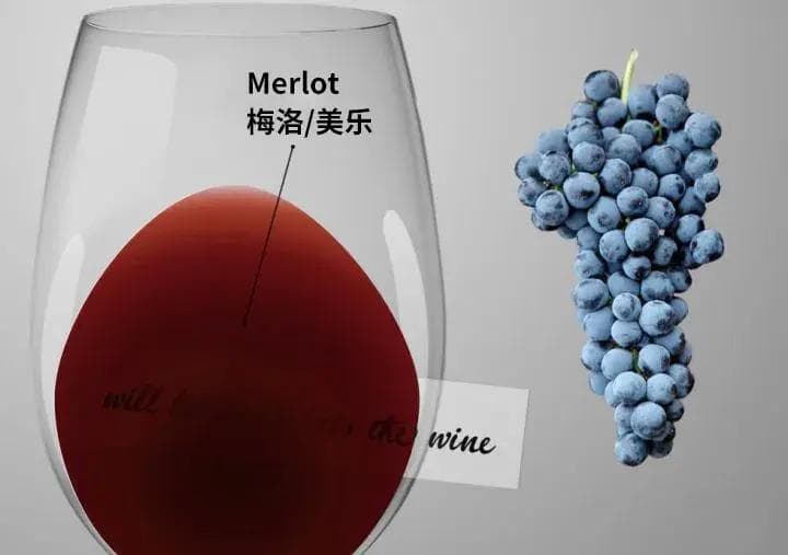 葡萄酒界的大众情人：梅洛