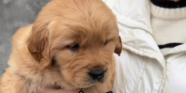 如何挑选一只优质的金毛犬？（关键方法教你选到理想的金毛宠物）