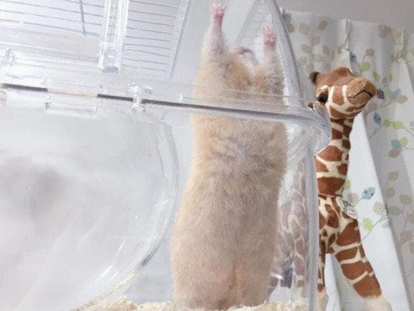 仓鼠一天到晚睡觉正常吗？科学养鼠从不打扰鼠鼠睡觉做起