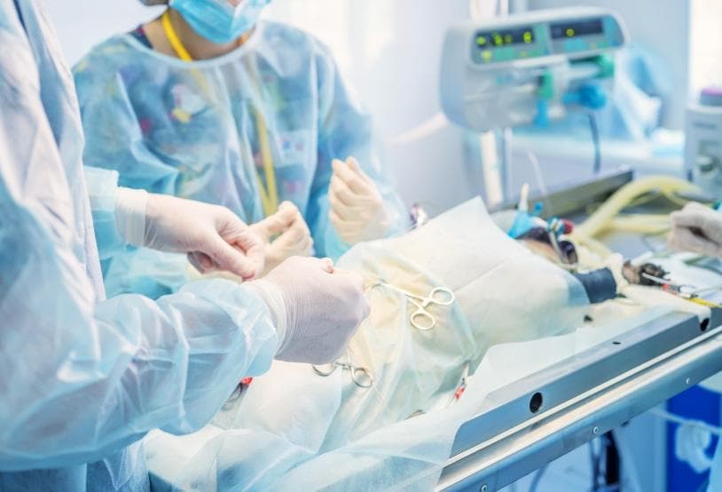 为宠物绝育：意义、过程与常见问题解答