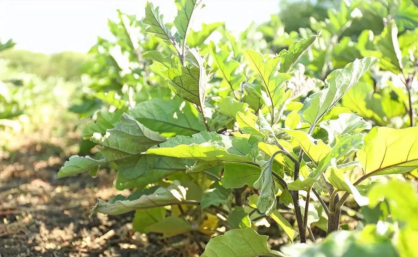 茄子高产栽培技术：从种苗培育到果期管理的全程指南
