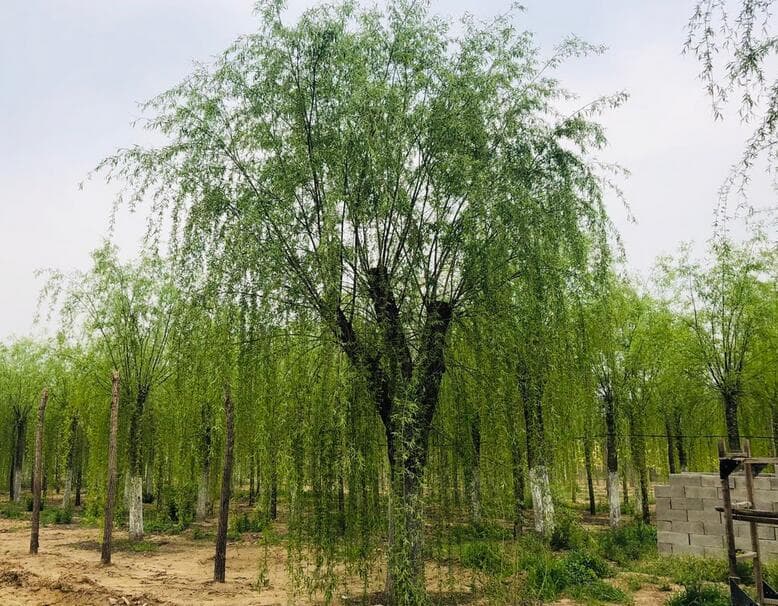 旱柳的绿化效果和繁殖方法