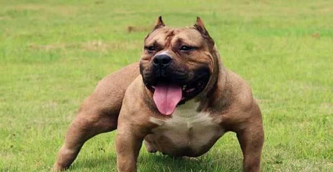 比特犬身高体重全解析（探究比特犬的标准身高体重及其影响因素）