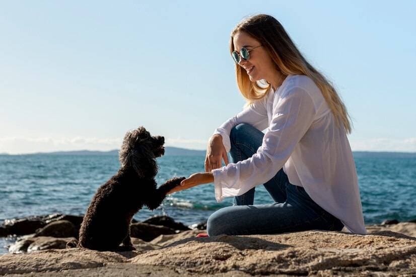 哪些小型犬便宜又好养？十大便宜又好养的小型犬