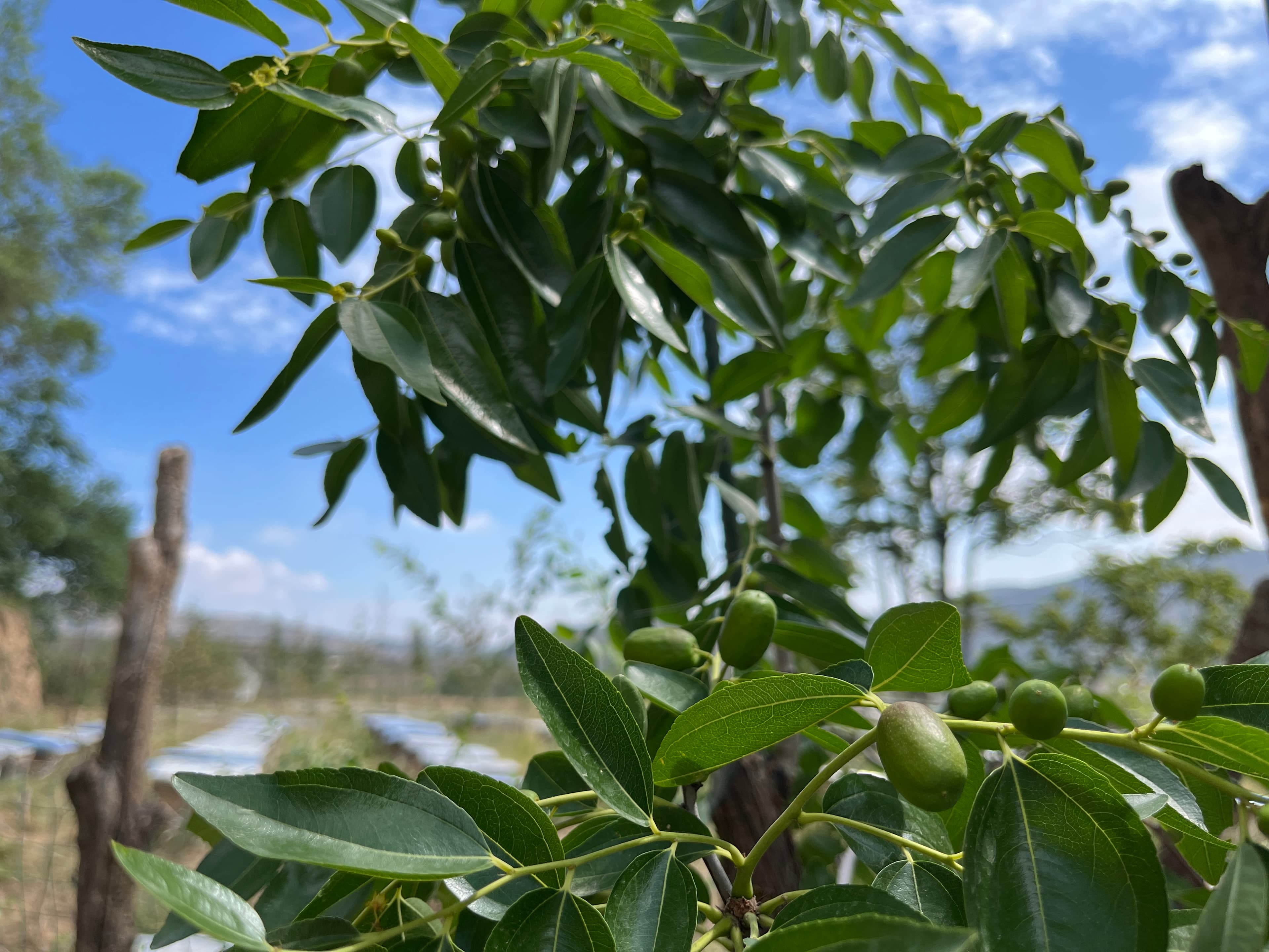 枣树的种植技术：从土壤改良到后期管理的全面指南