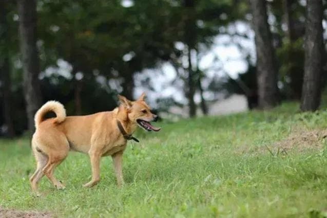 土狗：世界上最古老的犬类，为何有人养过就不想养其他狗了？