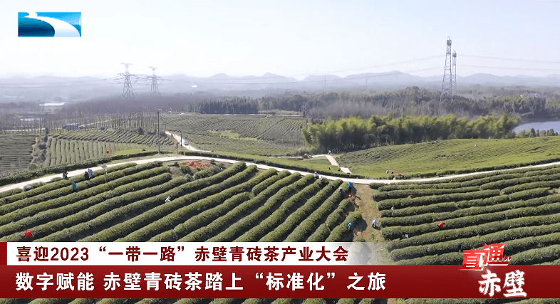 数字赋能 赤壁青砖茶踏上“标准化”之旅